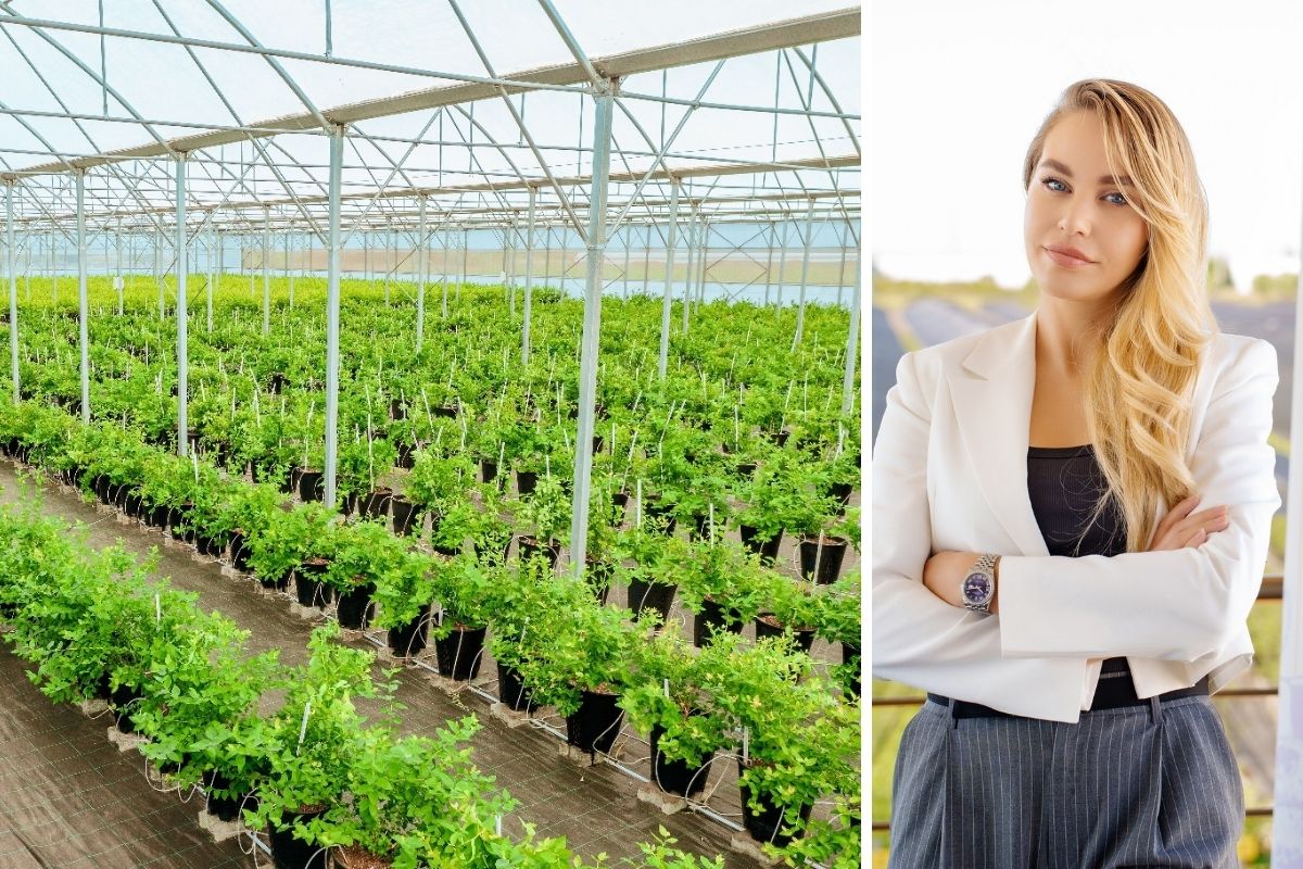 Topraksız tarımla üretilen 50 ton blueberry yola çıktı 